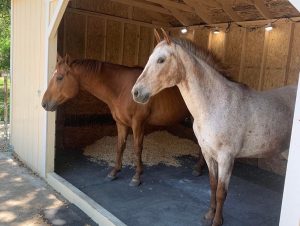 Old Hickory Animal Shelter shed with horses inside, durable portable livestock shelter for farms and ranches