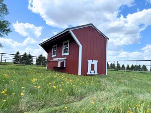 Old Hickory red Chicken Coop with nesting box in grassy farm setting, durable backyard poultry coop with metal roof and chicken door